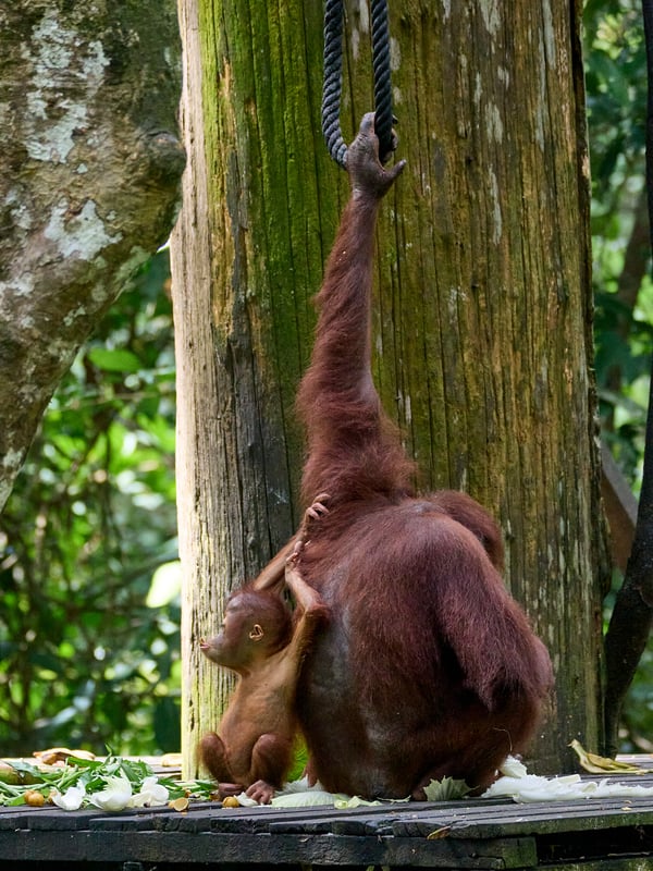 Sepilok Orangutan rehabilitation centre, Sandakan, Sabah, Malaysia