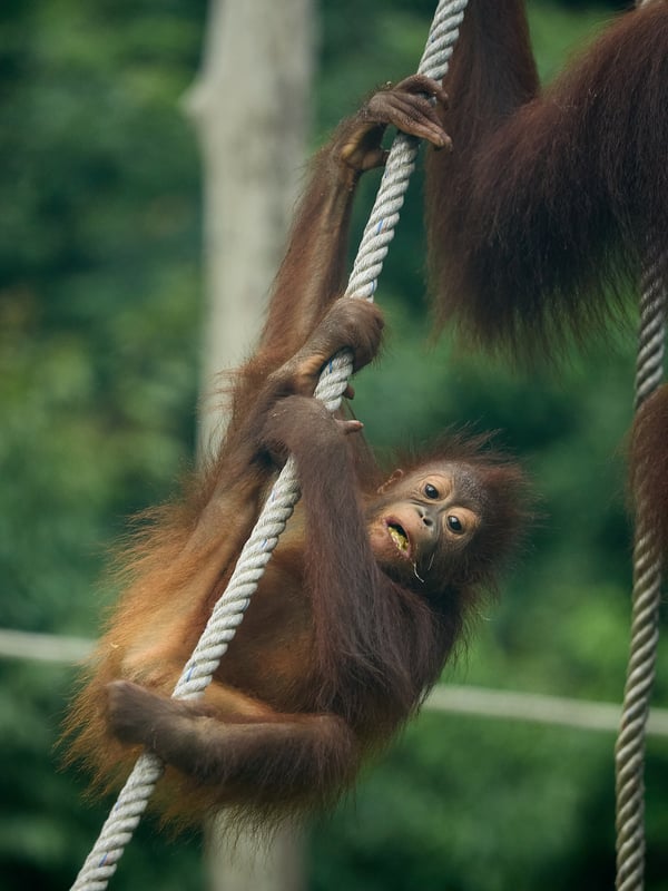 Sepilok Orangutan rehabilitation centre, Sandakan, Sabah, Malaysia