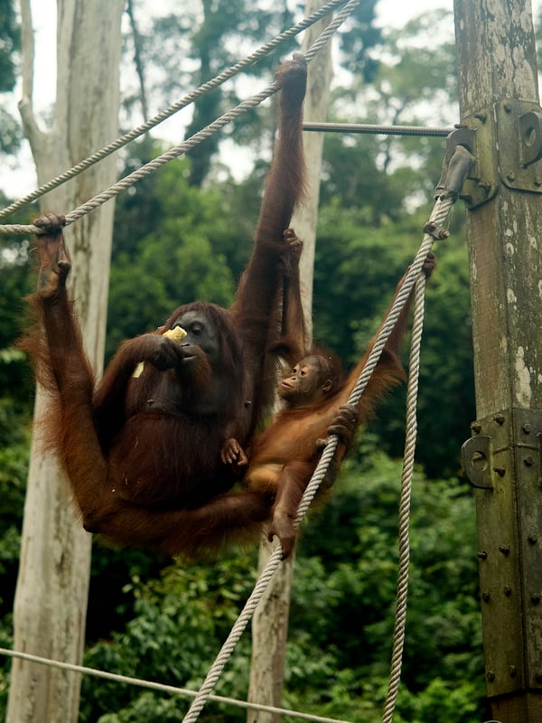 Sepilok Orangutan rehabilitation centre, Sandakan, Sabah, Malaysia