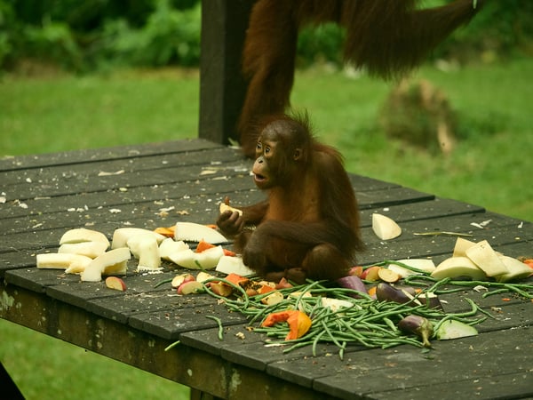 Sepilok Orangutan rehabilitation centre, Sandakan, Sabah, Malaysia