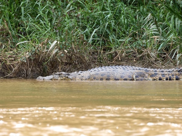 Crocodile while on the boat ride to Sukau Rainforest Lodge, Sabah, Malaysia