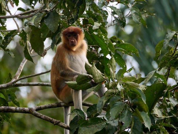 Female Proboscis Monkey, Kinabatangan river, Sabah, Malaysia