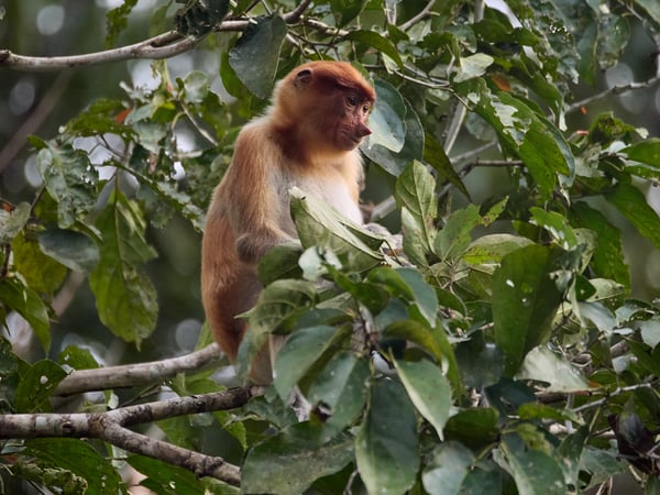 Female Proboscis Monkey, Kinabatangan river, Sabah, Malaysia