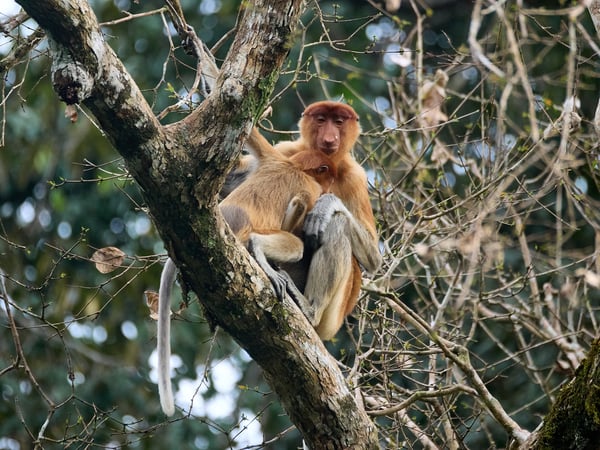 Female with adolescent Proboscis Monkey, Kinabatangan river, Sabah, Malaysia