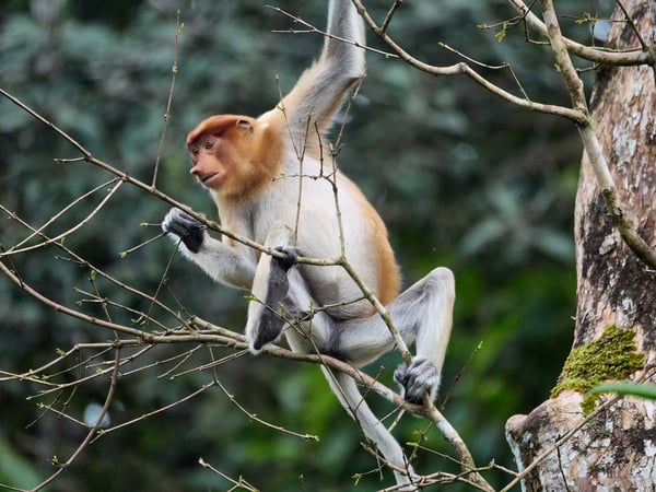 Female Proboscis Monkey, Kinabatangan river, Sabah, Malaysia