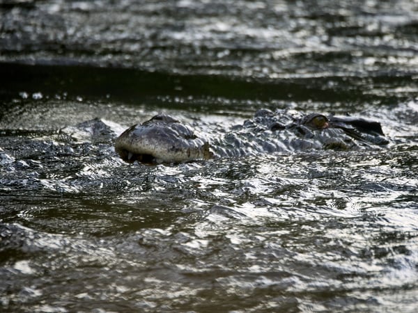 Crocodile, Kinabatangan river, Sabah, Malaysia