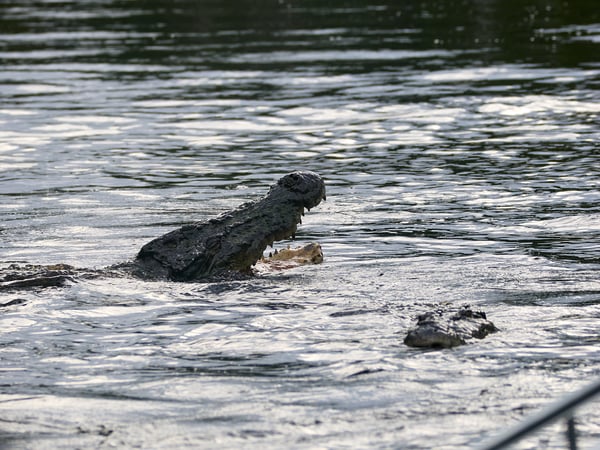 Crocodile, Kinabatangan river, Sabah, Malaysia