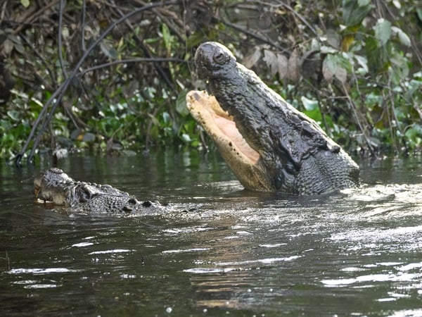 Crocodiles, Kinabatangan river, Sabah, Malaysia