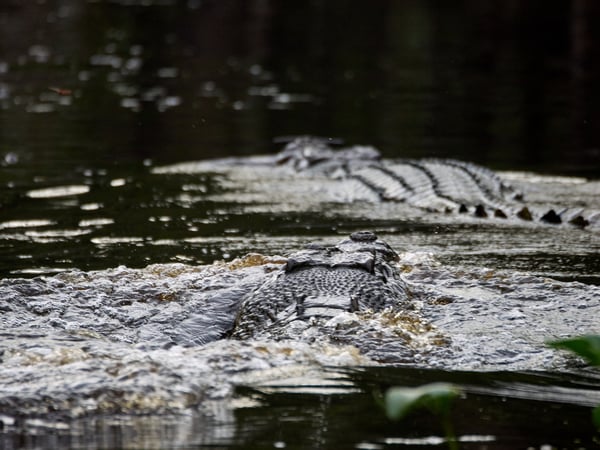 Crocodiles, Kinabatangan river, Sabah, Malaysia
