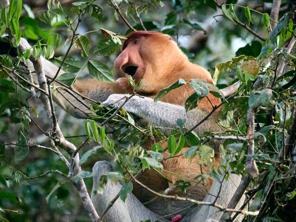 Male Proboscis Monkey, Kinabatangan river, Sabah, Malaysia