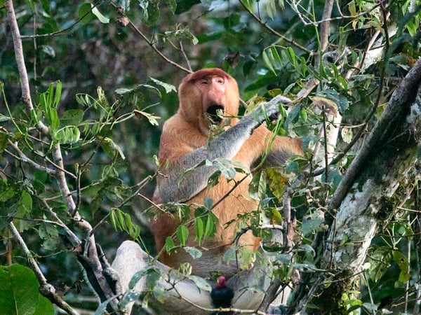 Male Proboscis Monkey, Kinabatangan river, Sabah, Malaysia