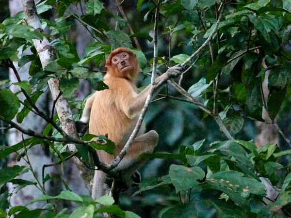 Female Proboscis Monkey, Kinabatangan river, Sabah, Malaysia