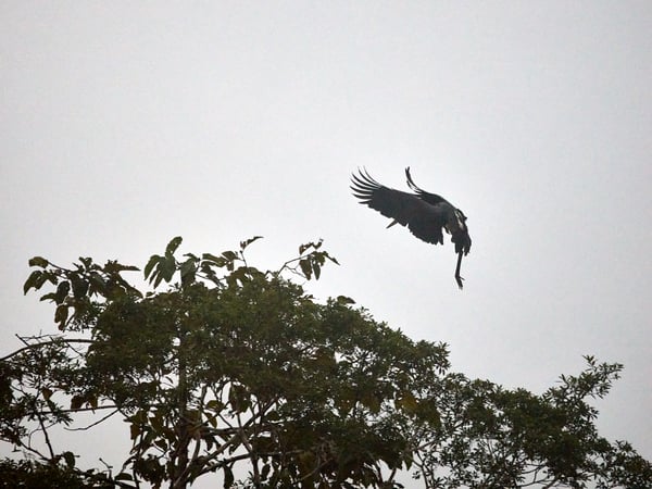 Purple Heron in flight, Kinabatangan river, Sabah, Malaysia