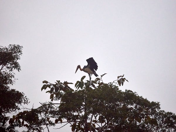 Purple Heron perched, Kinabatangan river, Sabah, Malaysia