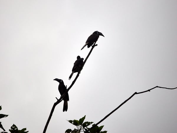 Bushy-crested Hornbills perched, Kinabatangan river, Sabah, Malaysia
