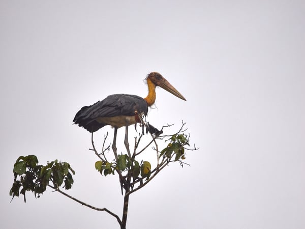 Greater adjutant perched, Kinabatangan river, Sabah, Malaysia