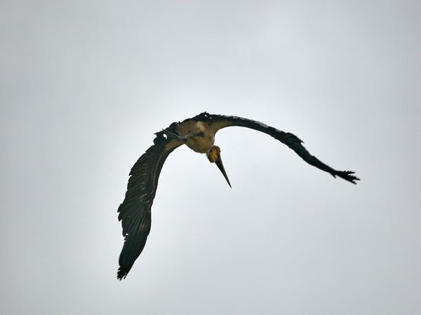 Greater adjutant in flight, Kinabatangan river, Sabah, Malaysia