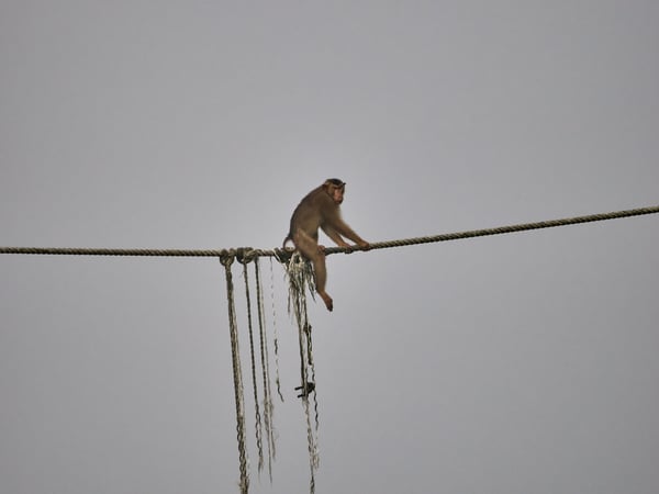 Pigtail macaque on a rope, Kinabatangan river, Sabah, Malaysia