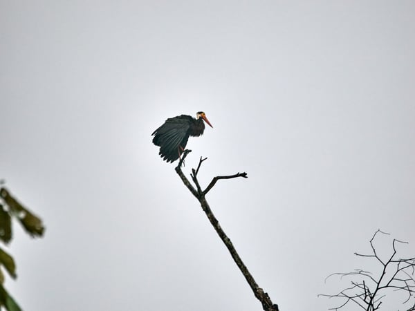 Storm's stork perched, Kinabatangan river, Sabah, Malaysia