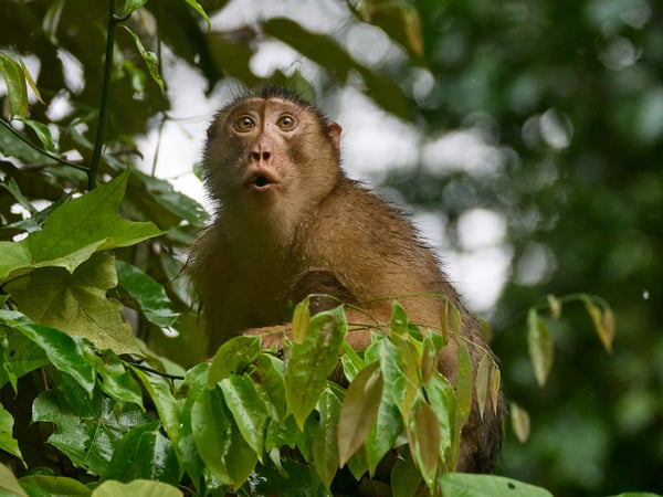 Pigtail macaque in a tree, Kinabatangan river, Sabah, Malaysia