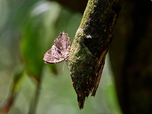 Chocolate pansy Junonia hedonia, Kinabatangan river and Sukau Rainforest Lodge, Sabah, Malaysia