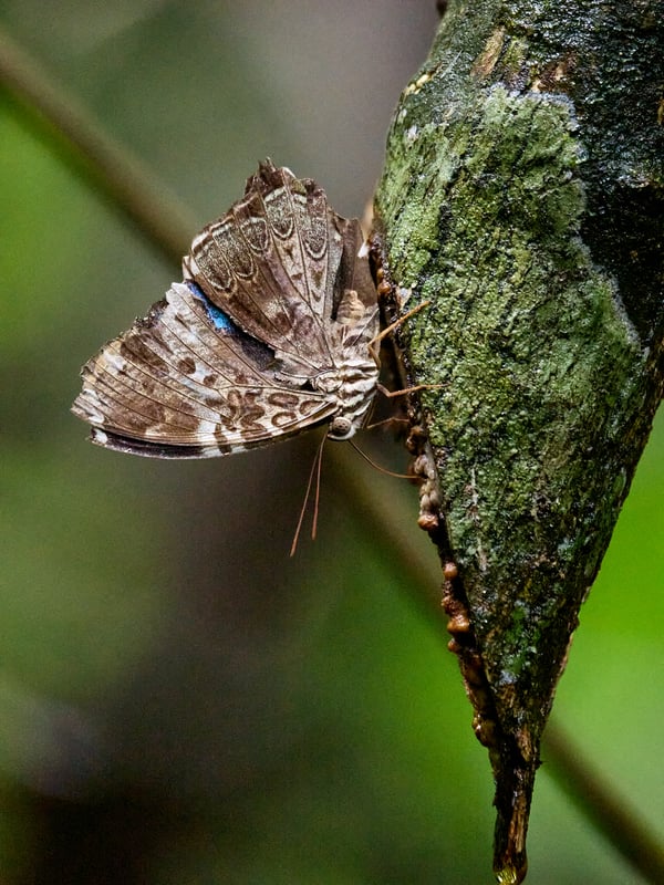 Chocolate pansy Junonia hedonia, Kinabatangan river and Sukau Rainforest Lodge, Sabah, Malaysia