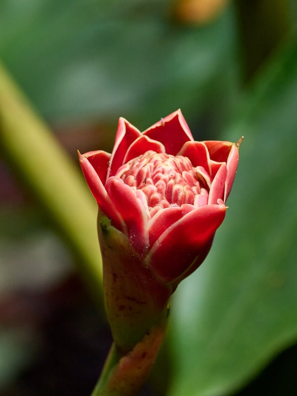 Etlingera, Kinabatangan river and Sukau Rainforest Lodge, Sabah, Malaysia