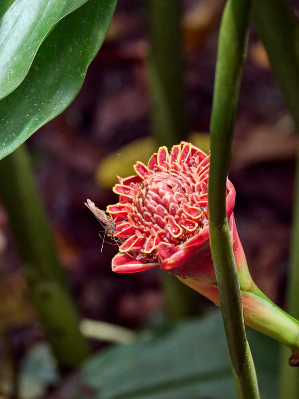 Etlingera, Kinabatangan river and Sukau Rainforest Lodge, Sabah, Malaysia