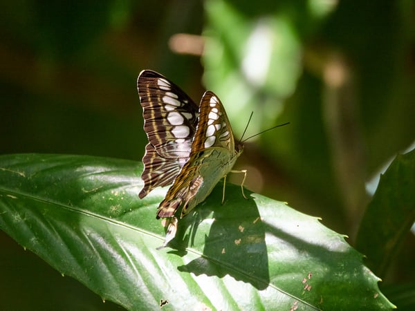 Parthenos sylvia, Kinabatangan river and Sukau Rainforest Lodge, Sabah, Malaysia