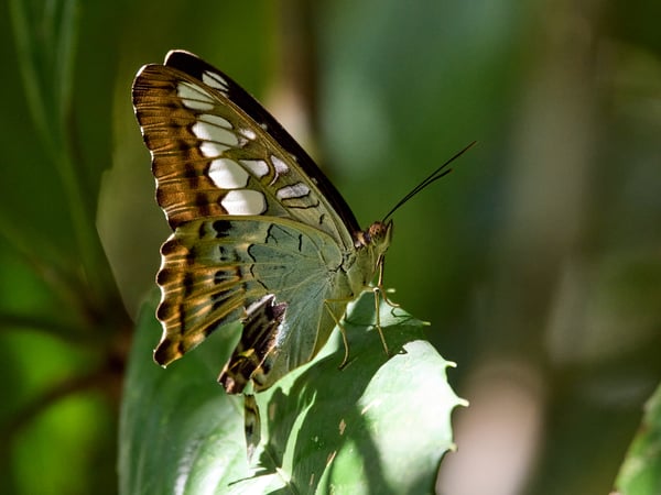Parthenos sylvia, Kinabatangan river and Sukau Rainforest Lodge, Sabah, Malaysia