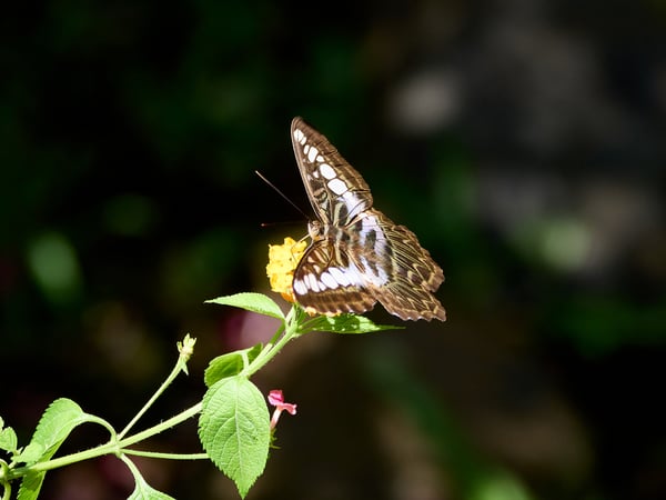Parthenos Sylvia, Kinabatangan river and Sukau Rainforest Lodge, Sabah, Malaysia