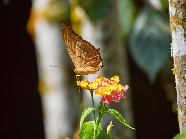Vindula dejone, Kinabatangan river and Sukau Rainforest Lodge, Sabah, Malaysia