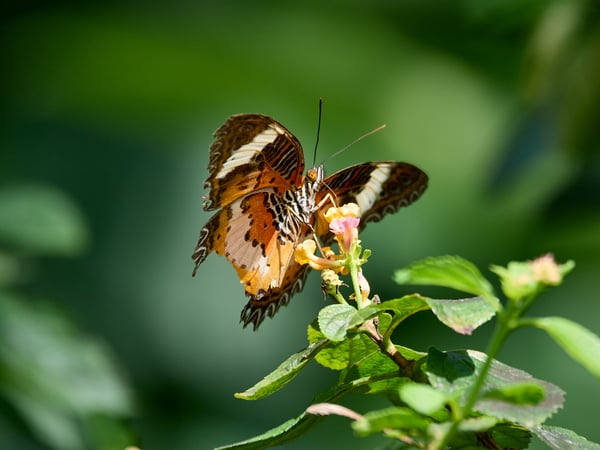Cythosia hypsea, Kinabatangan river and Sukau Rainforest Lodge, Sabah, Malaysia