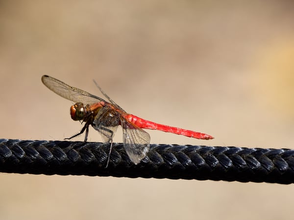 Orthetrum chrysis, Kinabatangan river and Sukau Rainforest Lodge, Sabah, Malaysia