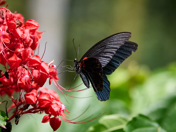 Papilio rumanzovia, Kinabatangan river and Sukau Rainforest Lodge, Sabah, Malaysia