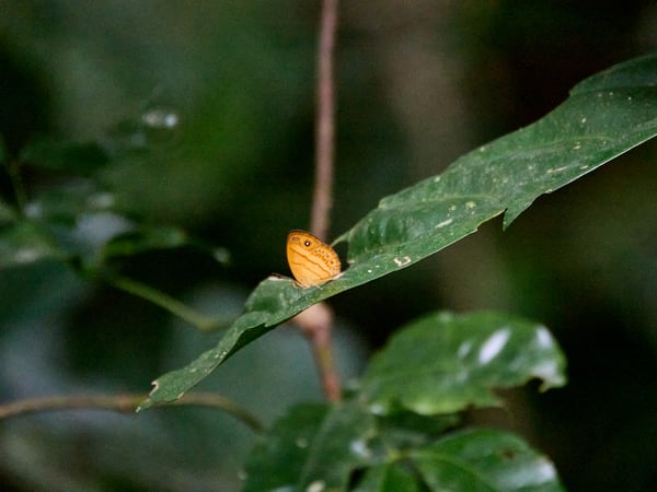 Mycalesis patiana, Kinabatangan river, Sabah, Malaysia