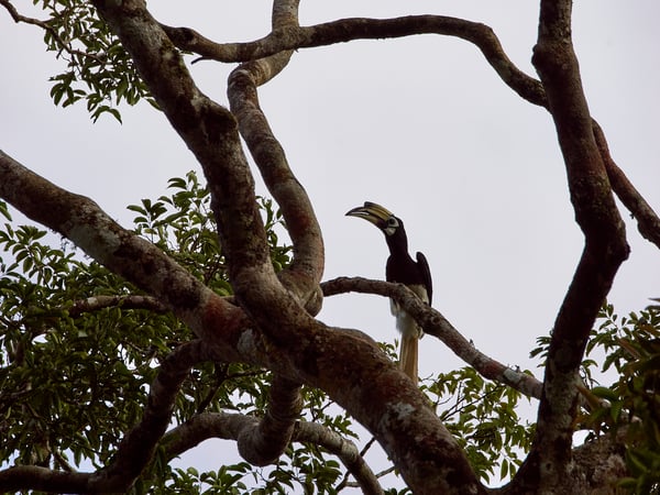 Oriental pied hornbill, Kinabatangan river, Sabah, Malaysia