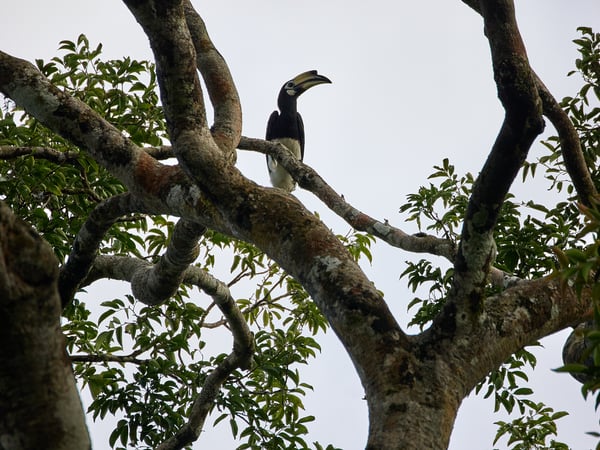 Oriental pied hornbill, Kinabatangan river, Sabah, Malaysia