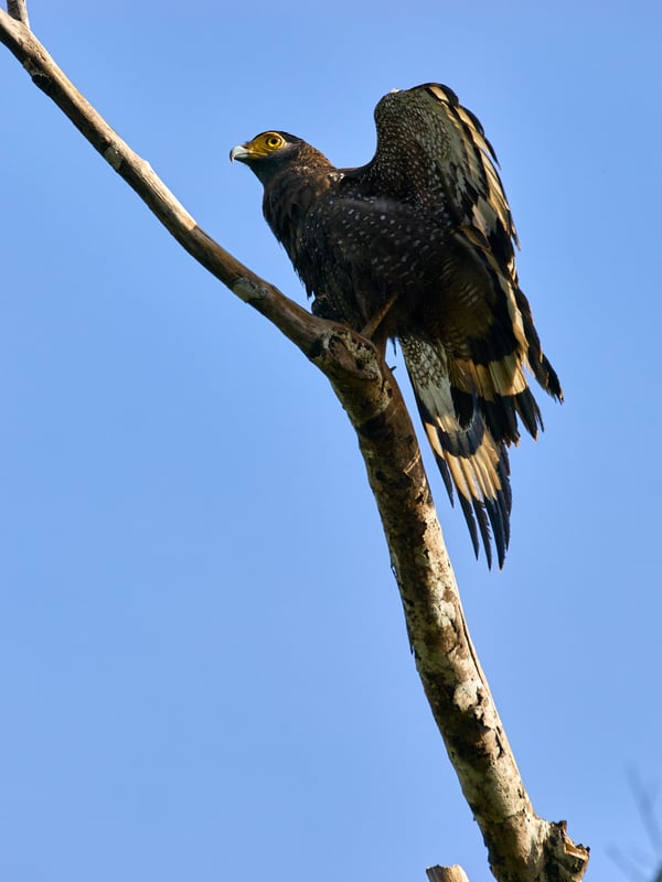 Crested Serpent Eagle, Kinabatangan river, Sabah, Malaysia