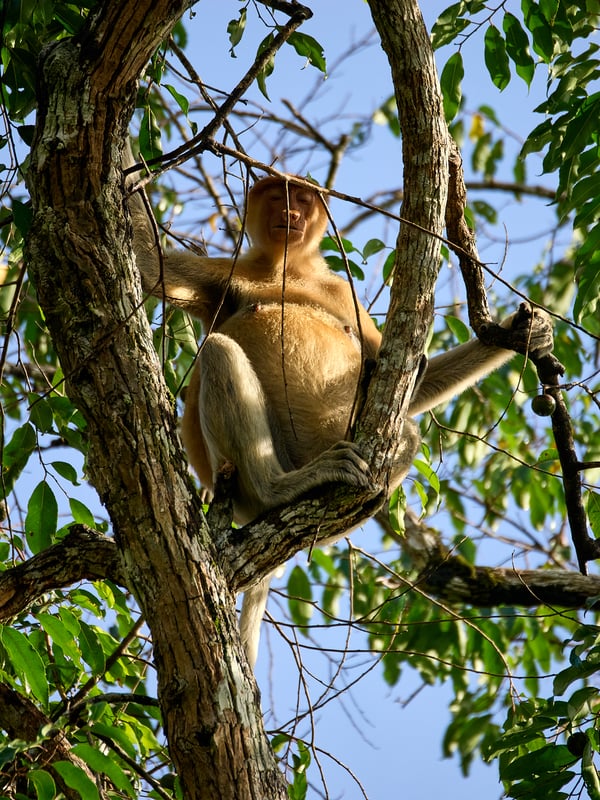 Female Proboscis Monkey, Kinabatangan river, Sabah, Malaysia