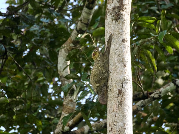 Colugo or Cynocephalus variegatus, Kinabatangan river, Sabah, Malaysia