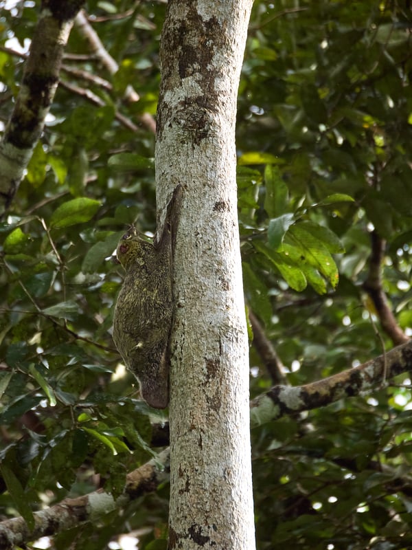 Colugo or Cynocephalus variegatus, Kinabatangan river, Sabah, Malaysia