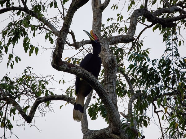 Rhinoceros hornbill, Kinabatangan river, Sabah, Malaysia