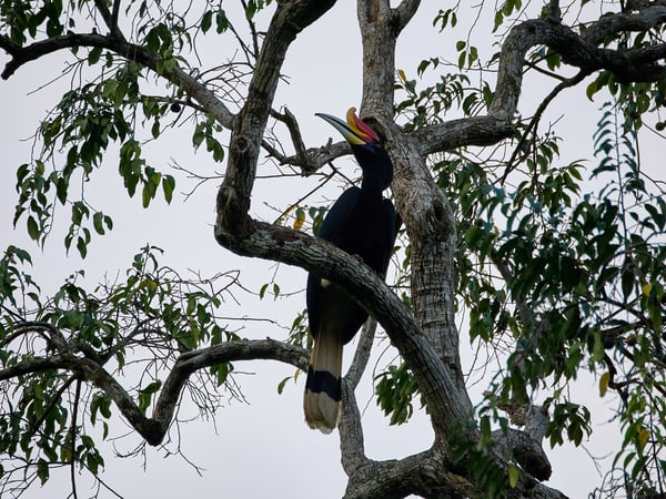 Rhinoceros hornbill, Kinabatangan river, Sabah, Malaysia