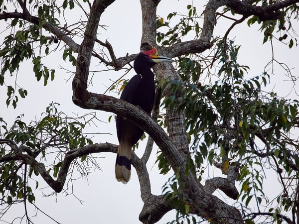 Rhinoceros hornbill, Kinabatangan river, Sabah, Malaysia