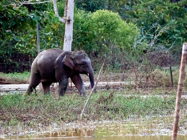 Pygmy elephant, Kinabatangan river, Sabah, Malaysia