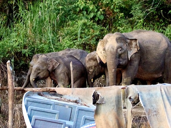 Pygmy elephants, Kinabatangan river, Sabah, Malaysia
