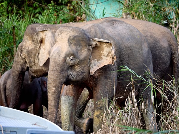 Pygmy elephant, Kinabatangan river, Sabah, Malaysia