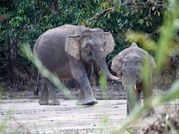 Pygmy elephants, Kinabatangan river, Sabah, Malaysia