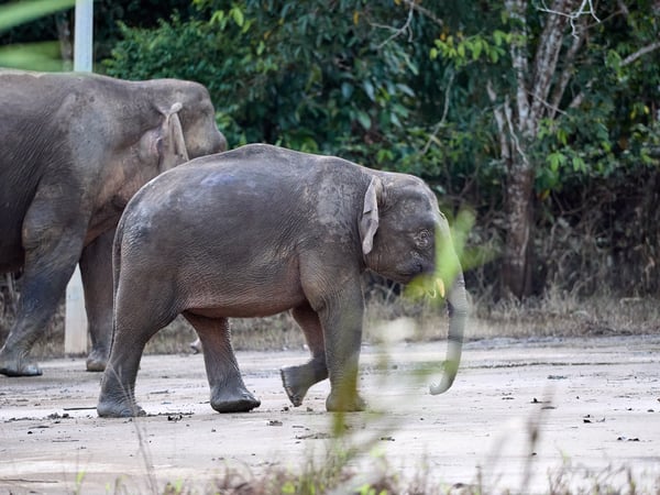 Pygmy elephants, Kinabatangan river, Sabah, Malaysia